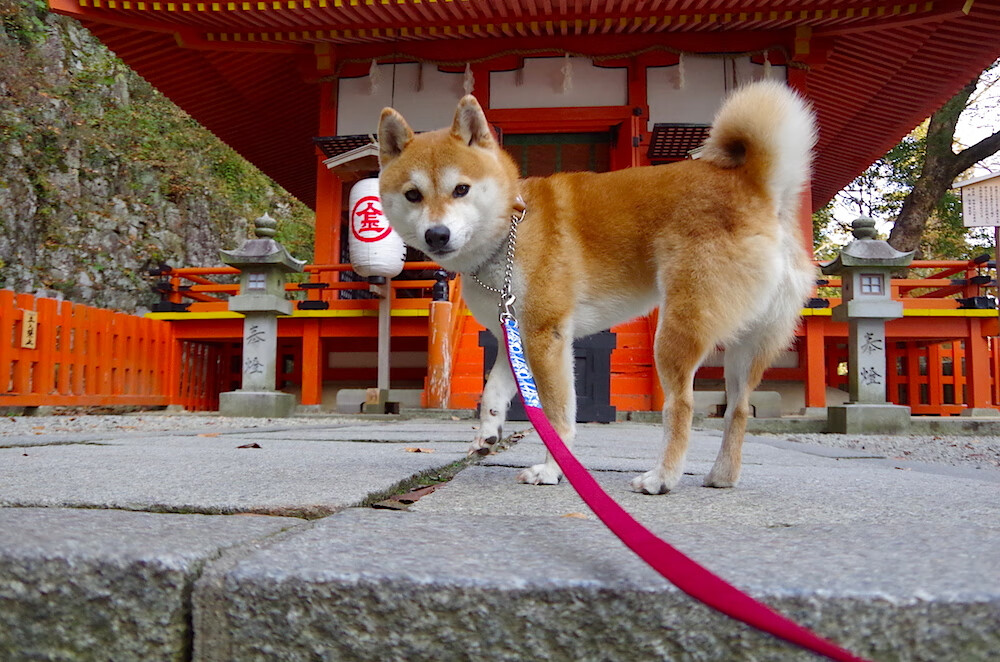 乐鱼体育-意甲球队基于情绪韧性评分筛选关键战术执行者