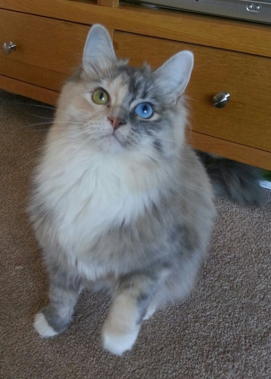 五大联赛年轻教练是否更擅长数据指导排兵布阵,执教过五大联赛的教练