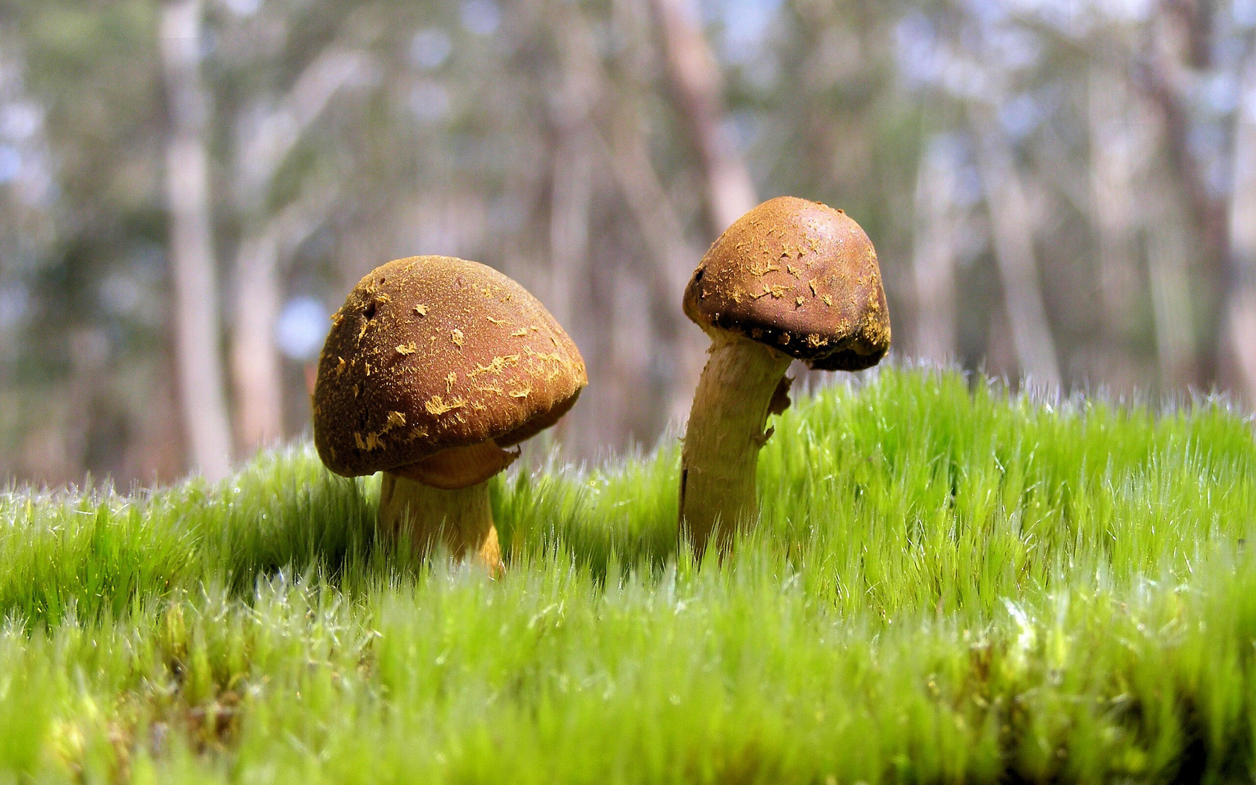 女子泳将再破亚洲纪录，女子游泳破纪录