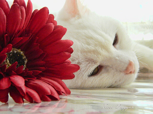 leyu乐鱼-新加坡队未来发展的关键：如何提升与世界强队的对抗能力，新加坡战队