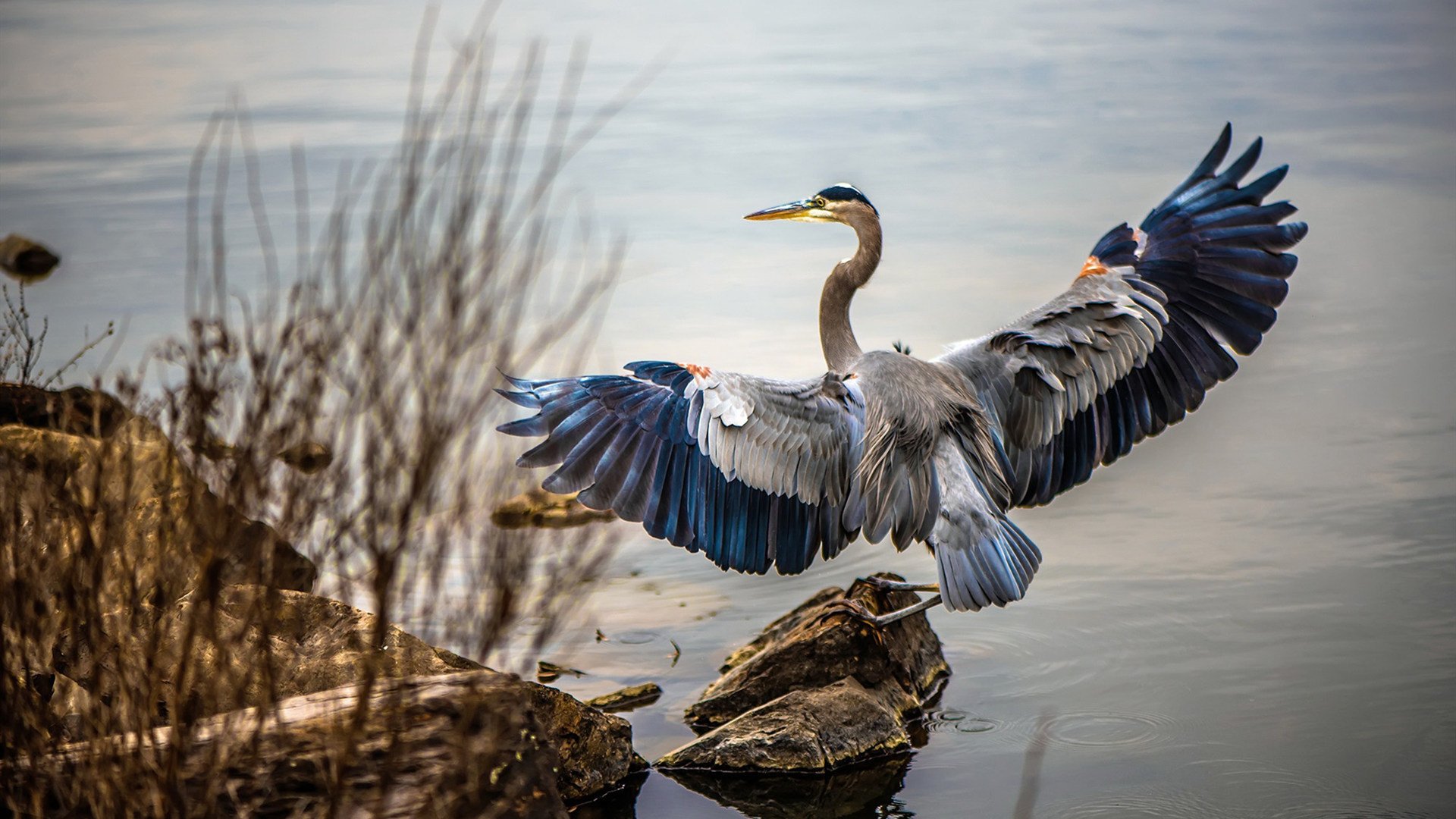 深圳领航队重视第二阵容轮换提升整体深度,深圳领航者比赛记录