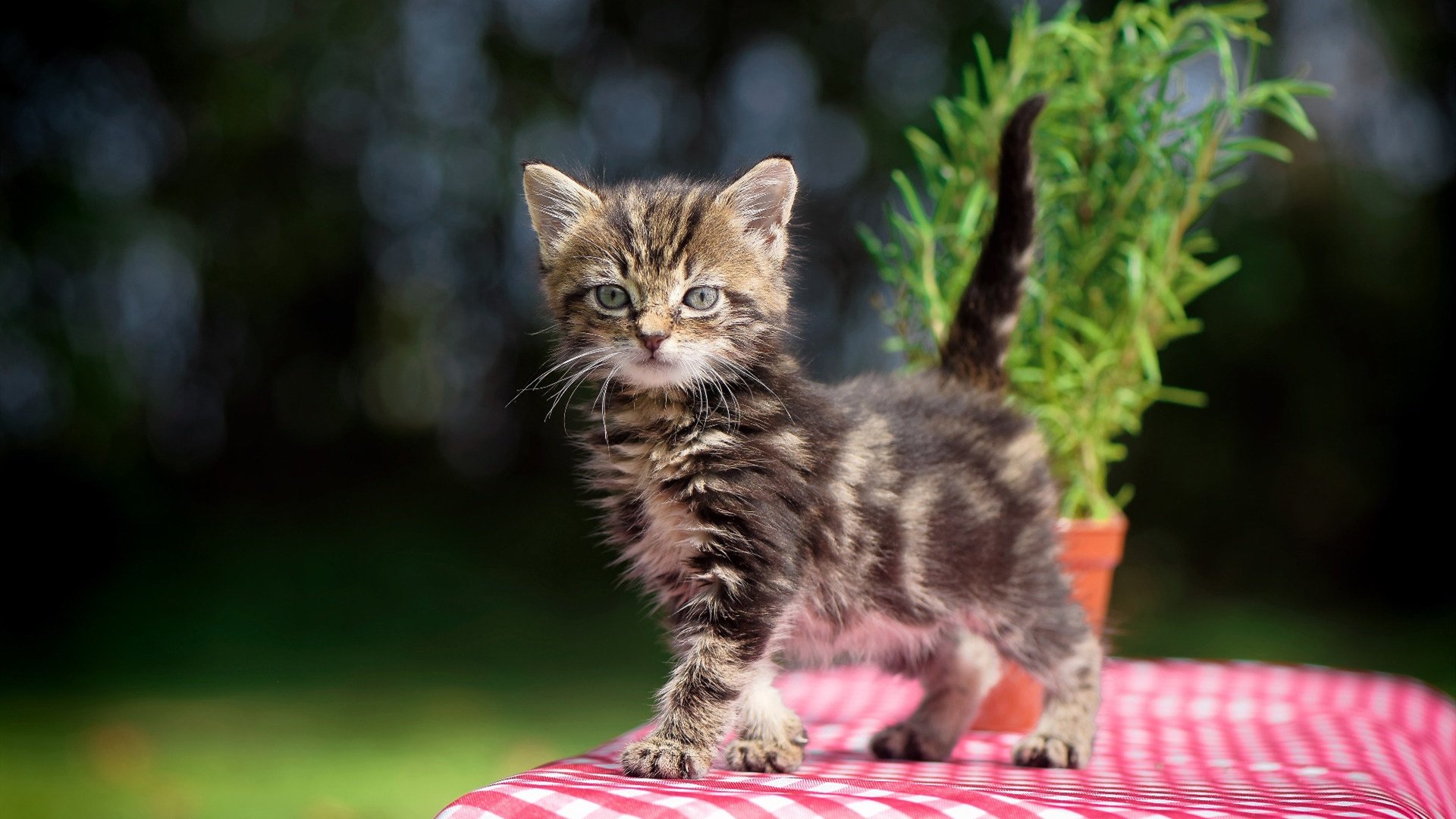 乐鱼（LEYU）体育-世界杯逆转奇迹：英雄在最后一刻崛起，世界杯经典逆袭