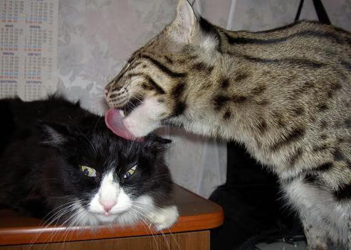 凯尔特人强调快攻防守转换细节反复演练，凯尔特人先发阵容