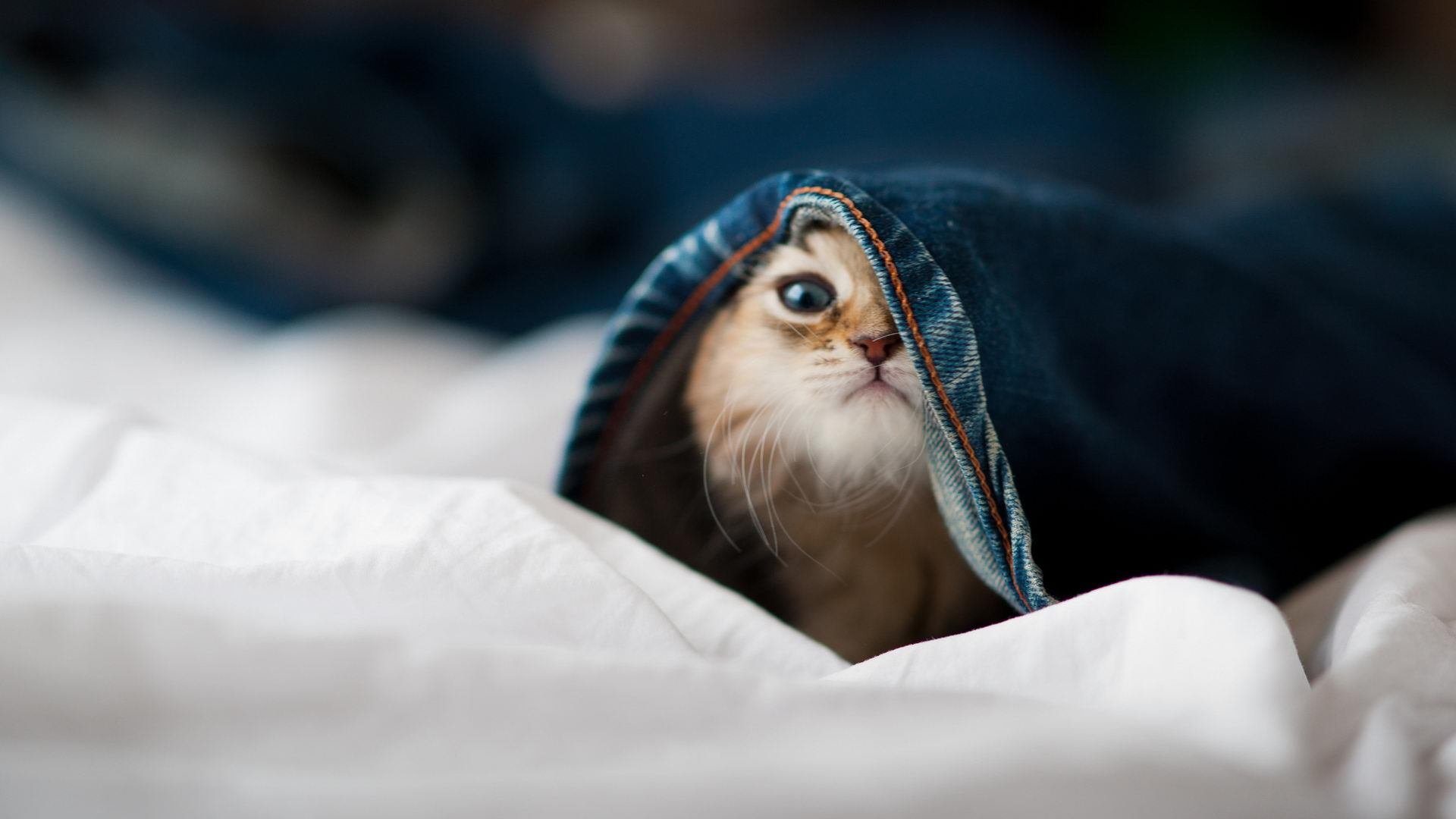 卡斯帕·科尔博赛场风采尽显未来潜力，科尔为什么不让帕斯卡尔上场